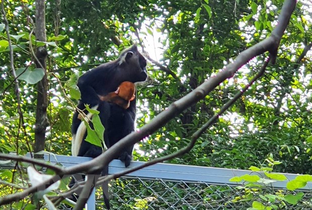 Naissance naturelle d un Langur de Delacour au complexe paysager de Trang An Ninh Binh